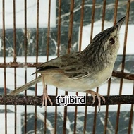 Burung Ciblek Gunung Cigun Jantan #Gratisongkir