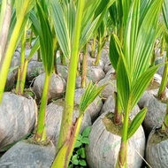 bibit kelapa hibrida