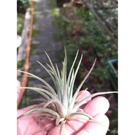 Airplant - T. Ionantha Druid (s)
