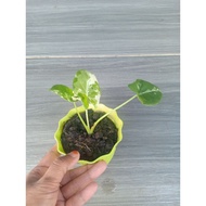 Keladi Albino offer rm50