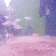ikan rainbow balon