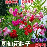 好姐姐丶重瓣鳳仙花種子 種籽指甲花鳳仙茶花四季播易活庭院陽臺盆栽花卉種子 種籽tqxy