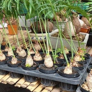 3 ต้น ปรงนา Cycas siamensis ขนาดจิ๋ว ไม้บอนไซ ต้นไม้จิ๋ว ต้นไม้สายย่อ มีใบมีรากแน่นๆ ทุกต้น จัดส่งพร