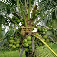 3 Paket Bibit Kelapa Pandan Wangi Entog Wulung Genjah Super