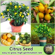 [Fast Delivery] Mixed Citrus Seed Fruit Seeds for Planting (40 Seeds) Bonsai Fruit Tree Seeds Fresh 