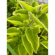🌿1 keratan🌿pokok herbal bangun-bangun Mexican Mint 左手香