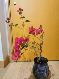 粉紅色三角梅盆栽，品種（黑玫瑰）