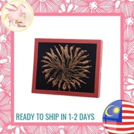 Eu Yan Sang Superior Fallow Ginseng (37.5gm)