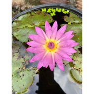 Combo of 5 bare root flowers