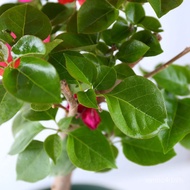 Wholesale Bougainvillea Sapling Potted Garden Four Seasons Flowering Double Leaf Bougainvillea Flowe