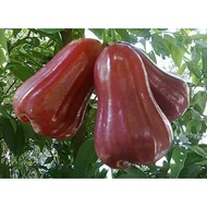 Benih Pokok Jambu Air Merah Thai