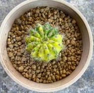 3.5寸盆 D49 金盛丸錦 錦斑 仙人掌 綠化 美化 觀賞植物