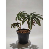 Begonia Heracleifolia Nigricans