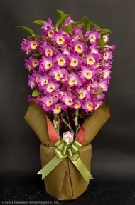 Hoa lan denro mùa xuân cây trưởng thành