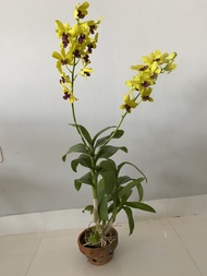 Anggrek Dendrobium Dewasa