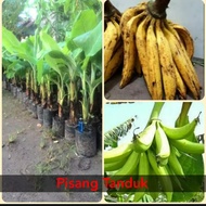 bibit pisang tanduk super /bibit pisang