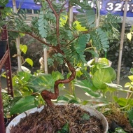 Bonsai asem jawa