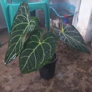 Anthurium regale ekuador