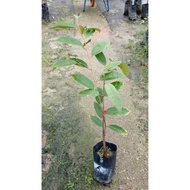 Anak Pokok Duri Hitam(D200)