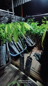 ต้นยางพารา กล้ายาง ยาง พันธ์ยาง 600-251-3904พร้อมปลูกติดตา1 ฉัตร 2 ฉัตรตามตัวเลือก