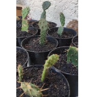 Mini Decorative Cactus Mini Ladle Cactus/ Opuntia Cochenillifera Cactus/