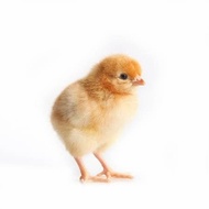 doc layer petelur super isa brown petelor bibit anak ayam