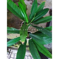 Tanaman Hias Philodendron Lynette / Linet / Linete/ Lined Super Jumbo