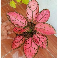 SSB_01 Aglonema Lady Valentine Super Pink Roset Merah Merona - tanaman