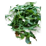 [funiture SG ] 200 Rocket Salad Arugula Lettuce seeds Garden Seeds Plant seeds Vegetable seeds (fr S