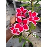 kemboja cyl715 adenium kemboja715