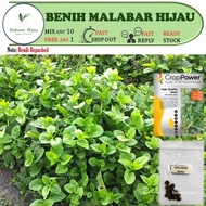 12 biji BAYAM MALABAR HIJAU spinach Leckat / Crop power Green seeds