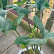 Alocasia Zebrina Trigina