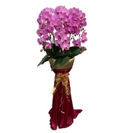 8 Phalaenopsis in 1 Pot with Flower Stand and Ribbon