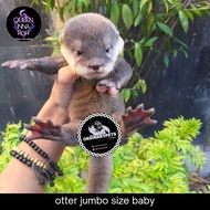 otter baby / berang berang / sero linsang hewan peliharaan lucu