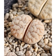 Lithops Gracilidelineata C189A/C374A/C373A/C261A 优选荒玉拿铁latte succulent plant