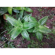 Callisia fragrans variegated (basket plant) (false bromeliad plant)
