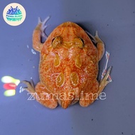 KODOK PACMAN FROG STRAWBERRY PLUS BUNDLING BESTSTORE