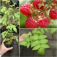 Bibit Tanaman Buah Raspberry / Bibit Raspberry Siap Berbuah