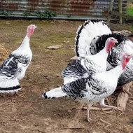 TELUR AYAM HIAS KALKUN HITAM PUTIH UNTUK DI TETASKAN FERTIL 2