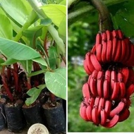 Bibit Pisang Merah /Pisang Kidang Enak