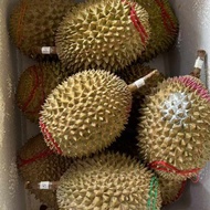 Durian Musang King Nitro Asli Malaysia Utuh
