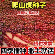 Ready Stock Quick Shipment Mountain Climbing Tiger Seed Wall Climbing Tiger Seed Vine Climbing Plant