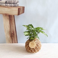 PD02合果芋小苔球 / 室內植物
