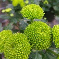 Bunga Krisan/Aster Hijau Pompom