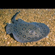 Ikan Pari Motoro Freshwater Stingray