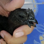Anak Ayam Hias Cemani Camani Lidah Hitam LH Anakan Bandung