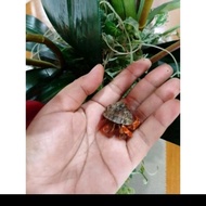 Kelomang hoki Viola merah ukuran M