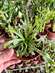 (GG real plant) asplenium osaka ^ pokok langsuir hidup hiasan rumah live indoor houseplant bird nest