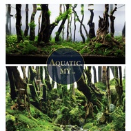 Aquascape Forest Jungle Style Driftwood (1pc) Terrarium Vivarium Paludarium/Kayu Akuarium Aquascape Jenis Hutan