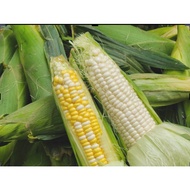 Jagung Mutiara Jagung Susu (Campur) ✓ Pearl Corn White Corn Jagung Cameron Highland Segar Manis Lada